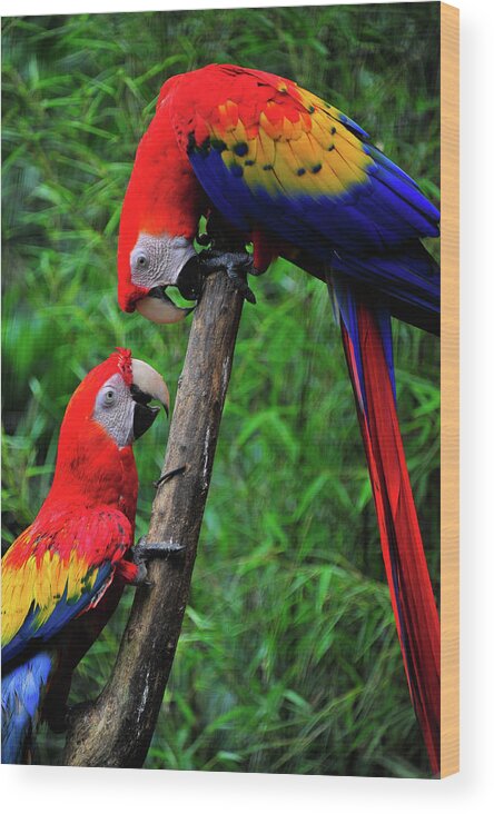  Bird Photographs Wood Print featuring the photograph Meeting of the Macaws by Harry Spitz