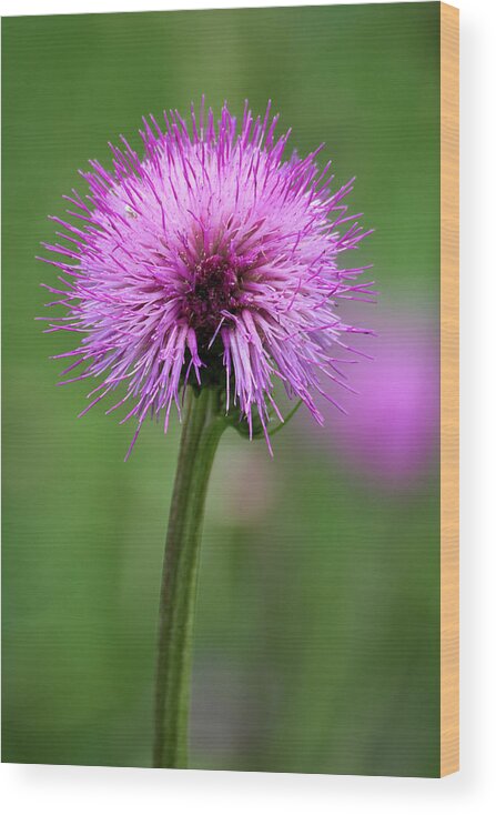 Cirsium Helenioides Wood Print featuring the photograph Melancholy thistle 4 by Jouko Lehto