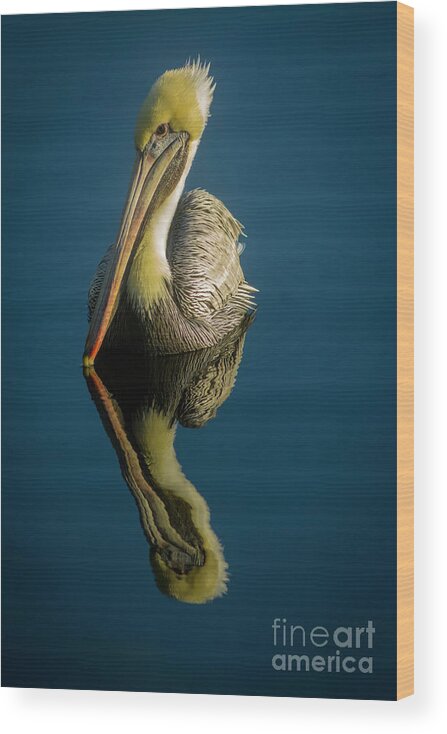 Pelican Wood Print featuring the photograph Mellow Yellow by Quinn Sedam