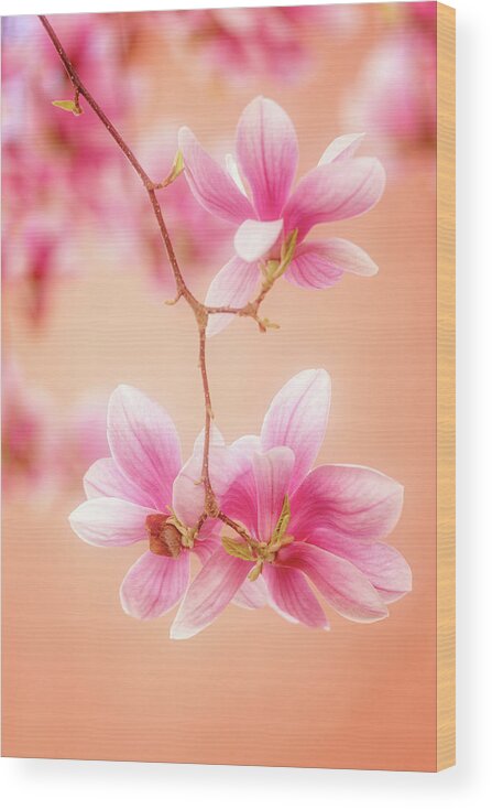 Flowers Wood Print featuring the photograph Melodies Of Spring by Philippe Sainte-Laudy