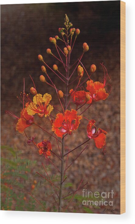 Plant Wood Print featuring the photograph Mexican Bird Of Paradise-Signed-#1422 by J L Woody Wooden