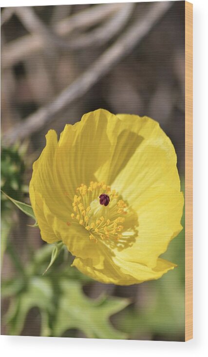 Mexican Poppy Light Wood Print featuring the photograph Mexican Poppy Light by Warren Thompson