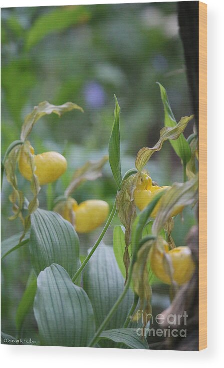 Flower Wood Print featuring the photograph Minnesota Wildflowers by Susan Herber