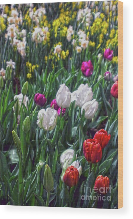 Tulip Wood Print featuring the photograph Mixed Spring Flowers by Sandy Moulder