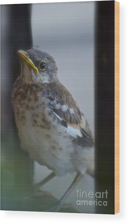 Mockingbird Wood Print featuring the photograph Mockingbird Chick by Gwyn Newcombe