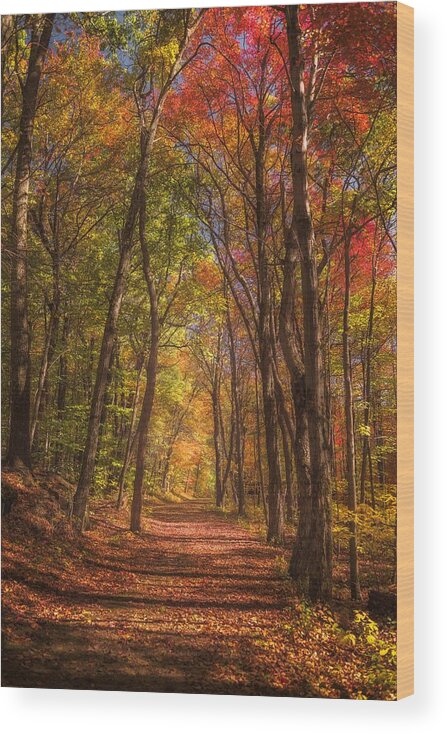 Mohawk State Forest Wood Print featuring the photograph Mohawk Forest Path by Kim Carpentier