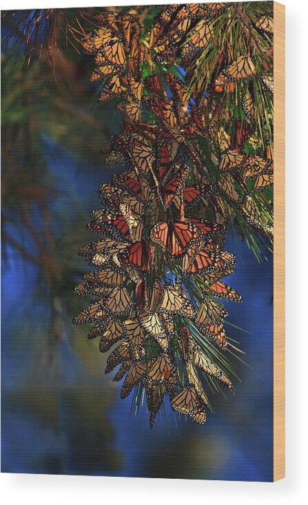 Monarch Cluster Wood Print featuring the photograph Monarch Cluster by Beth Sargent