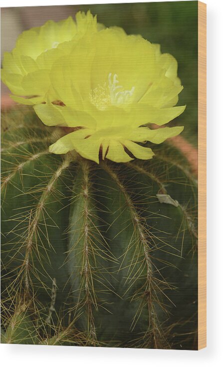 Mooncactus Cactus Flower Bloom Plant Yellow Wood Print featuring the photograph Moon Cactus Blooms by Gwen Juarez