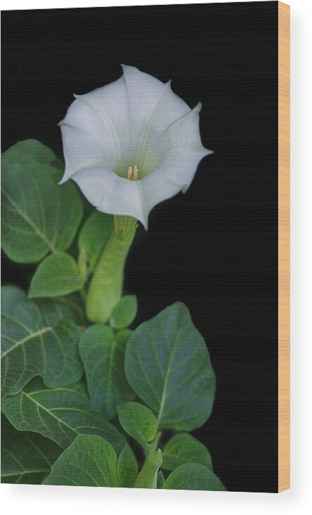 Flowers Wood Print featuring the photograph Moonflower by Nikolyn McDonald