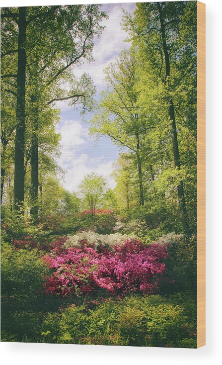 Azaleas Wood Print featuring the photograph Morning Azaleas by Jessica Jenney