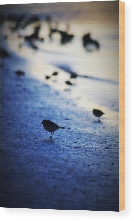 Bird Wood Print featuring the photograph Morning by Stoney Lawrentz