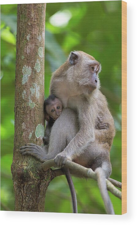 Monkey Wood Print featuring the photograph Mother and Baby Monkey by David Gn