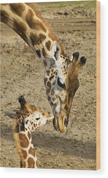 Mother Giraffe Baby Kiss Kissing Wood Print featuring the photograph Mother giraffe with her baby by Garry Gay