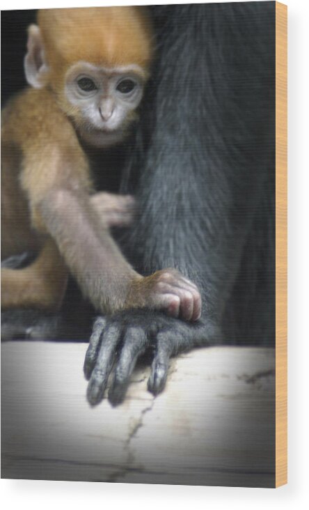 Baby Wood Print featuring the photograph Motherhood - Primate by DArcy Evans