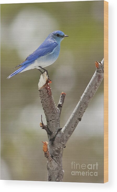 Mountain Bluebird Wood Print featuring the photograph Mountain Bluebird in Colorado by Natural Focal Point Photography