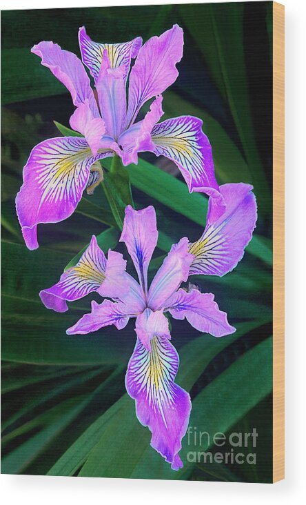 California Wildflower Wood Print featuring the photograph Mountain Iris in Flower California by Dave Welling