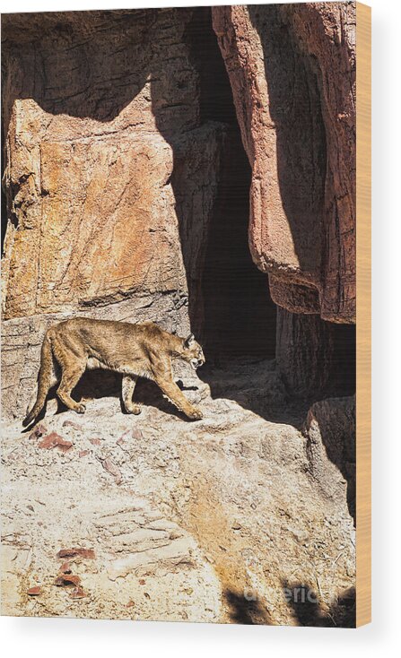 Animal Wood Print featuring the photograph Mountain Lion by Lawrence Burry