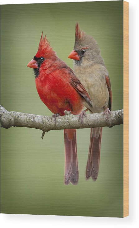 Northern Cardinal Pair Wood Print featuring the photograph Mr. and Mrs. Northern Cardinal by Bonnie Barry