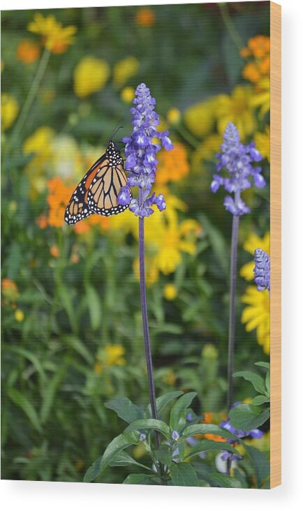 Butterfly Wood Print featuring the photograph Mr. Patterson by Carolyn Mickulas