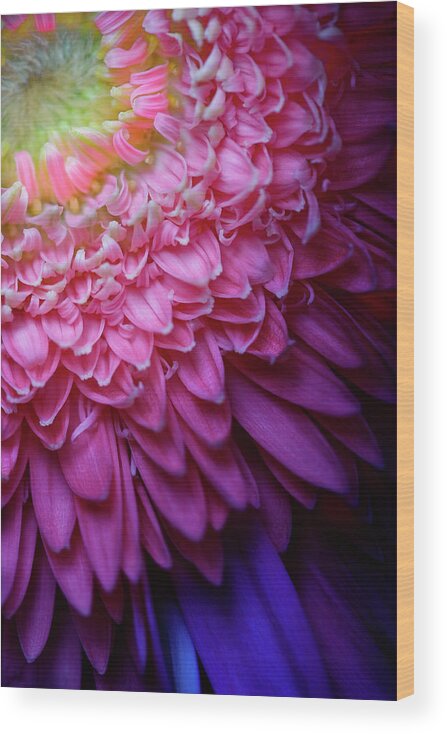 Blooming Wood Print featuring the photograph MultiColorZinnia by Al Hurley