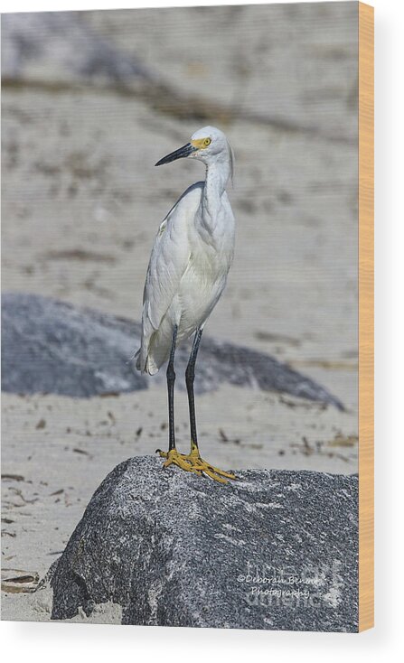 Egret Wood Print featuring the photograph My Beach Pose by Deborah Benoit