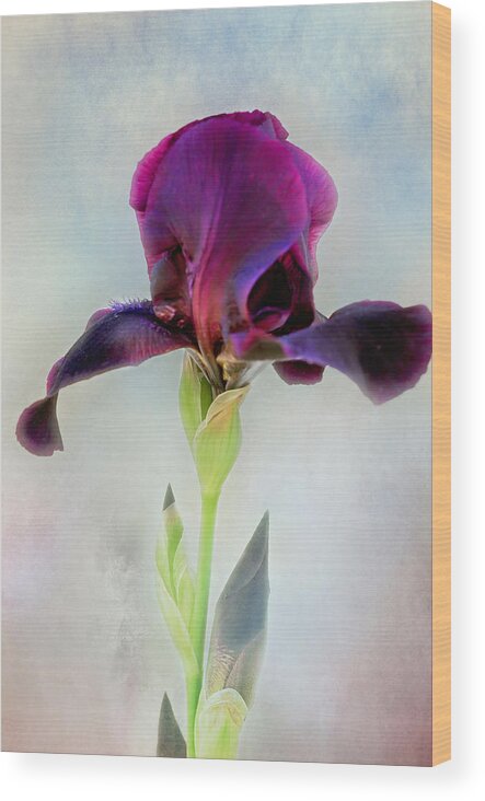 Black Iris Print Wood Print featuring the photograph Mystical Black Iris Print by Gwen Gibson