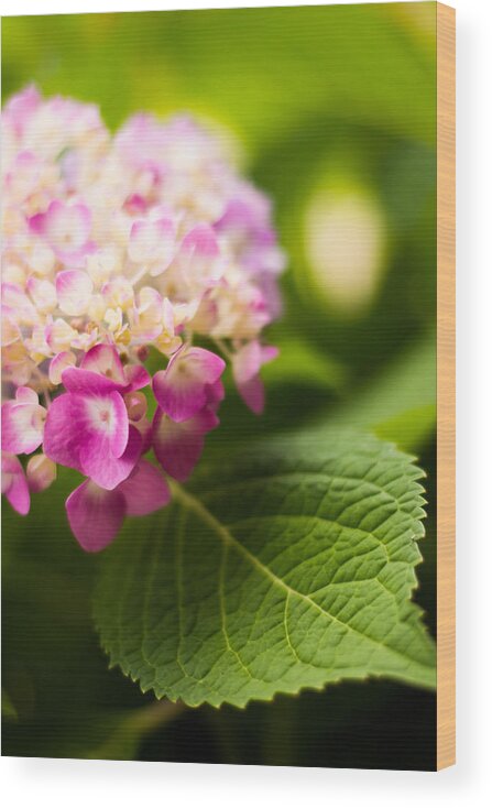 Hydrangea Wood Print featuring the photograph Natural Beauty by Parker Cunningham