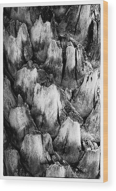 Black And White Wood Print featuring the photograph Natures Abstract #1 by John Roach