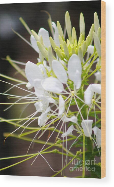 White Wood Print featuring the photograph Nature's Beauty 17 by Deena Withycombe