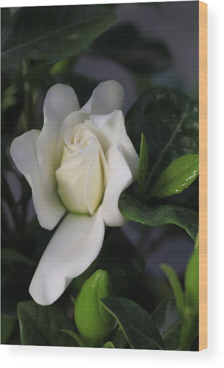Gardenia Wood Print featuring the photograph New Beginnings Gardenia by Tammy Pool