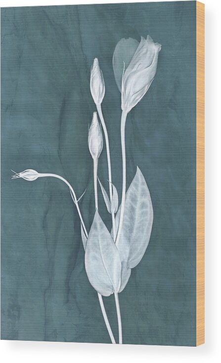 Lisianthus Flowers Wood Print featuring the photograph New Openings in Teal by Leda Robertson