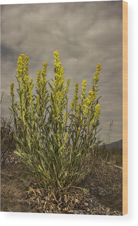 Wildflower Wood Print featuring the photograph Nizina River Goldenrod by Fred Denner