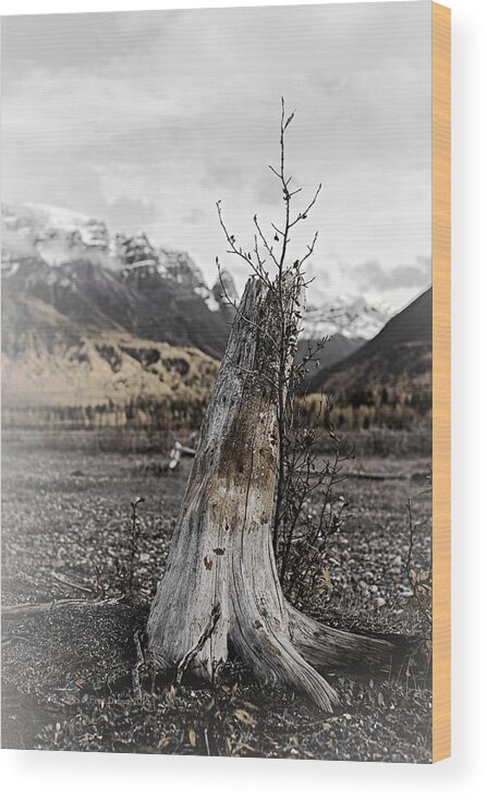 Tree Wood Print featuring the photograph Nizina River Tree Stump by Fred Denner