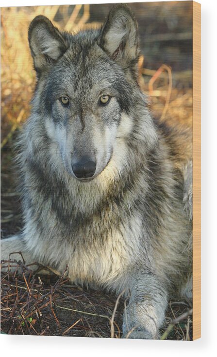 Wolf Lupine Canis Lupus Animal Wildlife Photography Photograph Wood Print featuring the photograph Noble Lupine by Shari Jardina