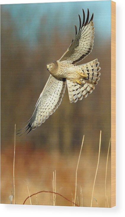 Northern Harrier Wood Print featuring the photograph Northern Harrier Banking by William Jobes