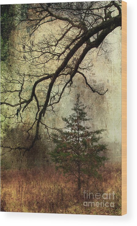 Pine Tree Wood Print featuring the photograph November Mood by Michael Eingle