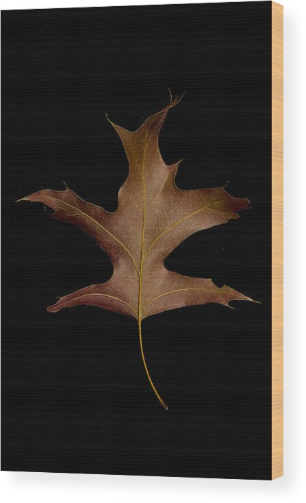 Autumn Wood Print featuring the photograph Oak Leaf by Stoney Stone