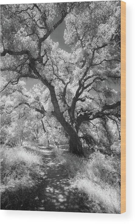 Pacific Crest Trail Wood Print featuring the photograph Oak Shaded Trail by Alexander Kunz