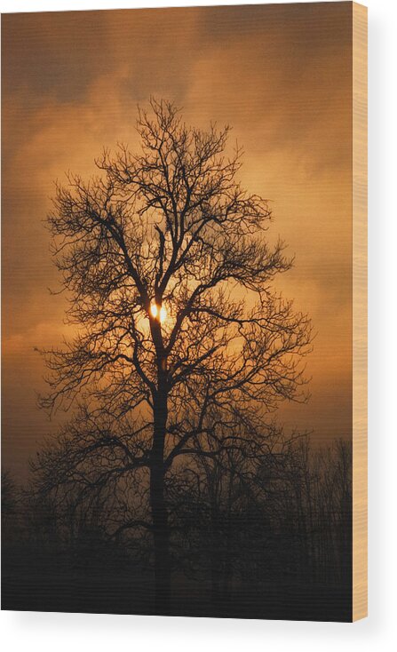 Oak Tree Wood Print featuring the photograph Oak Tree at Sunrise by Michael Dougherty