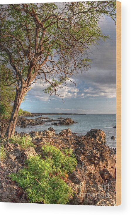 Hawaii Wood Print featuring the photograph Ocean Tree by Bryan Keil