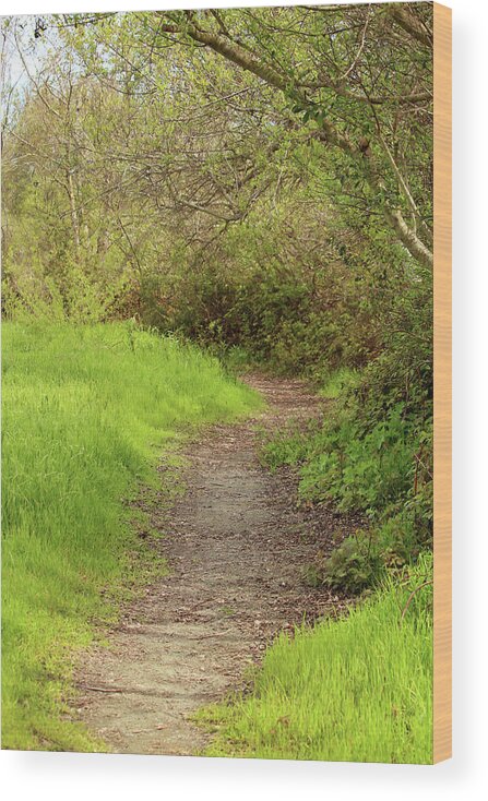 Oceano Wood Print featuring the photograph Oceano Lagoon Trail by Art Block Collections