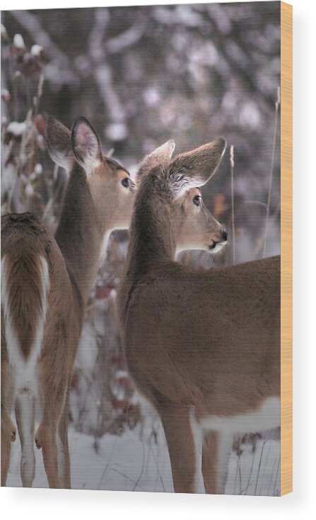 Whitetail Wood Print featuring the photograph On The Look Out by Loni Collins