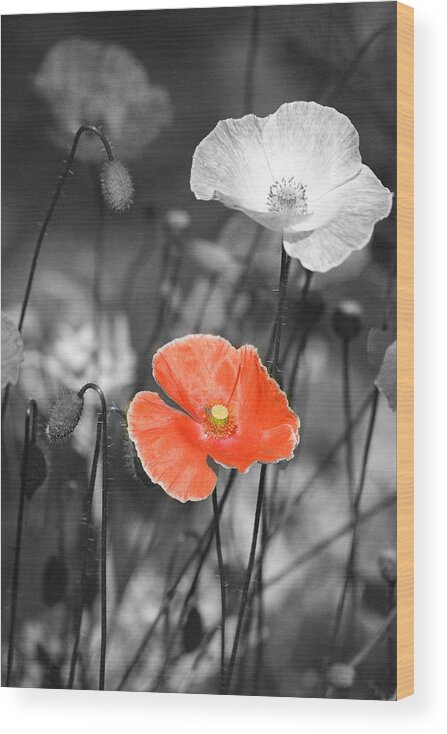 Nature Photography Wood Print featuring the photograph One Red Poppy by Bonnie Bruno