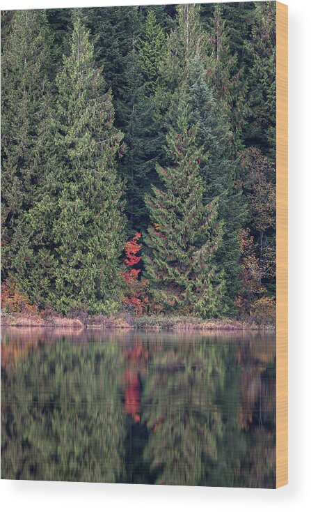 Autumn Wood Print featuring the photograph One Red Vine Maple by Michael Russell