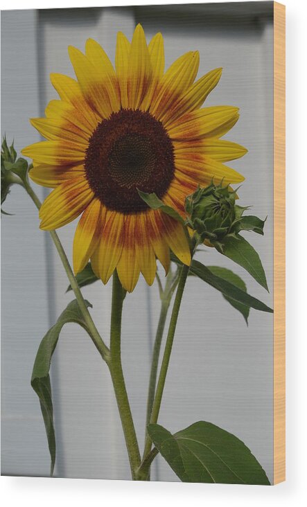 Yellow Wood Print featuring the photograph Oops, did I do that? by Cheryl Charette