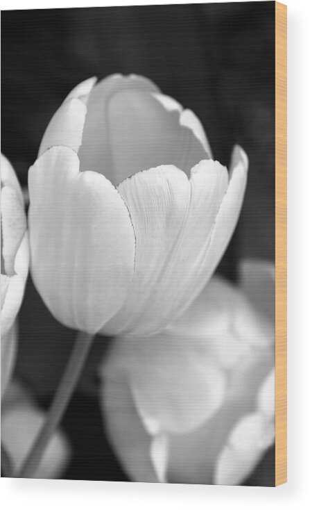 Tulip Wood Print featuring the photograph Opening Tulip Flower Black and White by Jennie Marie Schell