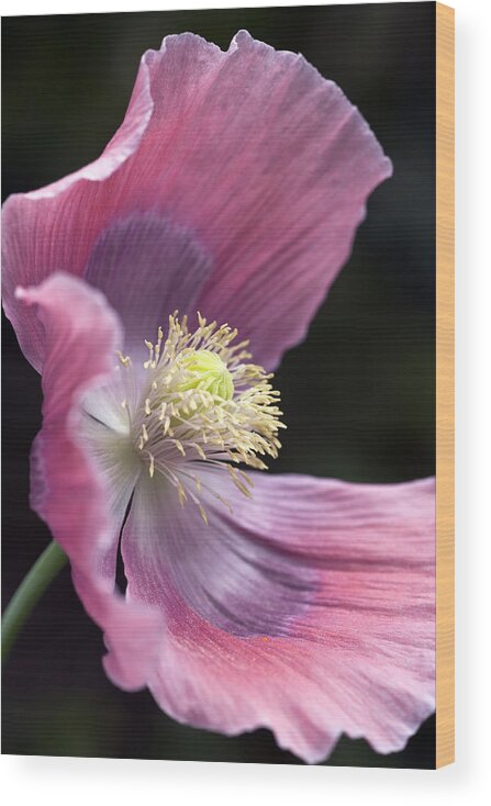 Opium Wood Print featuring the photograph Opium Poppy - Papaver Somniferum Giganteum by Frank Tschakert