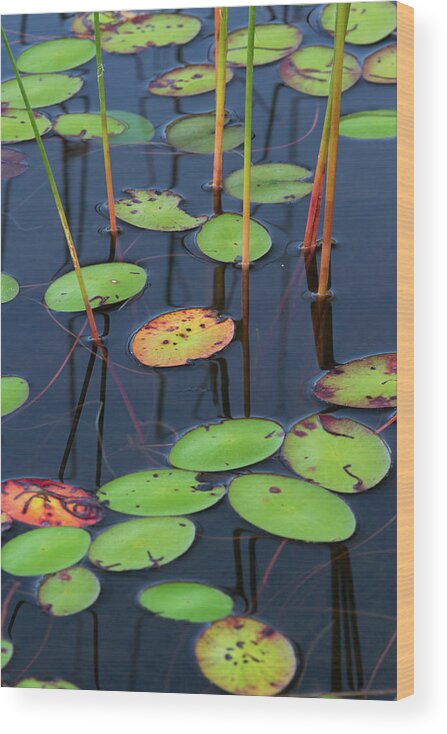 Lily Pad Wood Print featuring the photograph Orange and Green Water Lily Pads by Juergen Roth