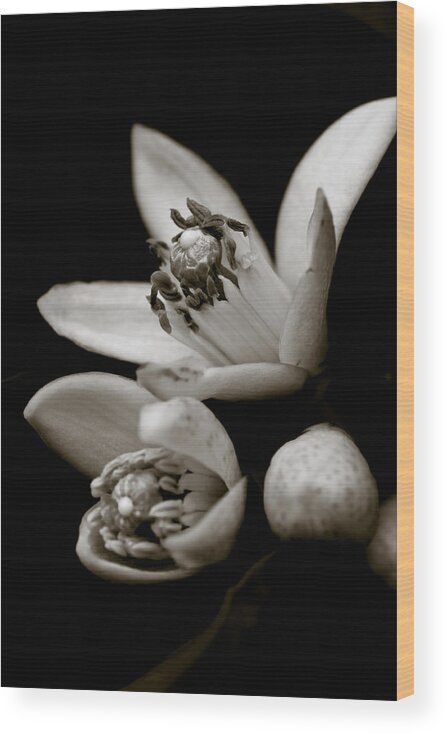 Frank Tschakert Wood Print featuring the photograph Orange Blossoms by Frank Tschakert