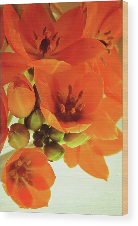 Orange Flowers Wood Print featuring the photograph Orange Marmalade 01 by Bobby Villapando